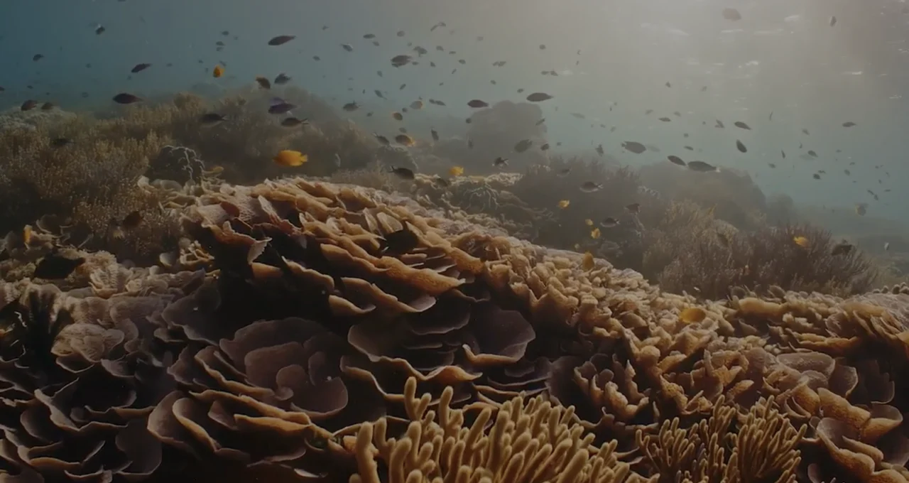 Sunlit underwater coral reef teeming with tropical fish
